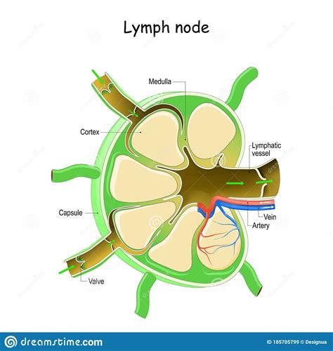 lymph node gross anatomy