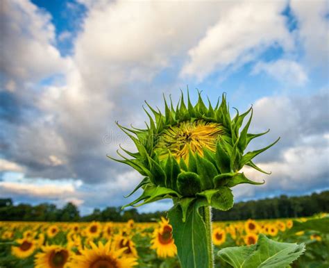 bloomed sunflower stock photo image  floral plant