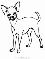 Chihuahua Colorare Cani Disegni Dog Bing Hunde Animali Piccoli Tiere Ausmalen Dlya Risunki Chihuahuas Clipartmag Malvorlage Condividi sketch template