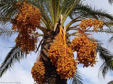 interesting facts    date palms  fun facts