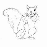 Coloring Squirrel Flying Pages Print Color Kids sketch template