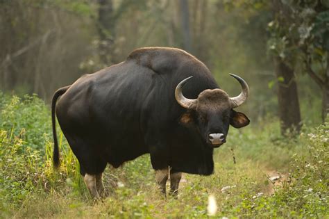 gaur indian wild buffalo