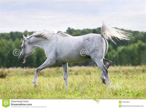 beautiful white arab stallion stock photo image  equestrian