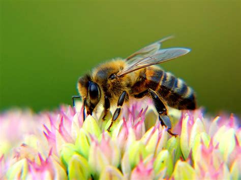 interesting facts  bees agdaily