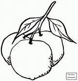 Orange Drawing Fruit Getdrawings sketch template