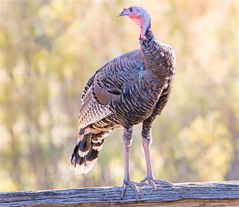 Gobble Up These Turkey Facts — Deschutes Land Trust