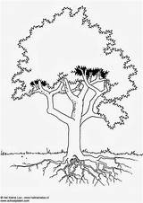 Coloring Tree Oak Comments sketch template