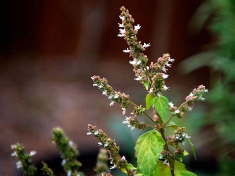 patchouli plant care tips  growing patchouli plants