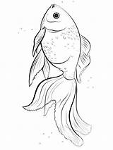 Coloring Pages Goldfish Fish Printable Recommended Goldfishes sketch template