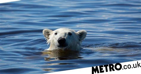 seven worlds one planet how polar bears almost killed off production