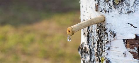 harvest sap   trees read