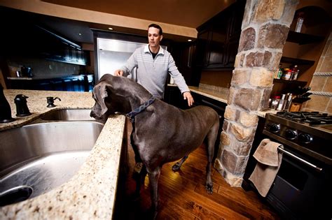 giant george the 7 foot tall great dane photos and new