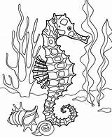 Seahorse Ocean Realistic Seahorses Topcoloringpages sketch template