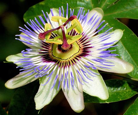 Edible Passion Vine Plant Passiflora Caerulea Exotic