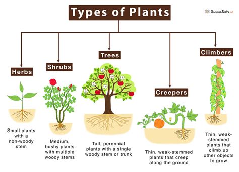 webquest  importance  plants  humans