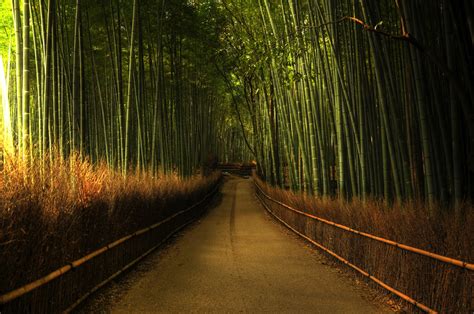 arashiyama maiko sweets   bamboo forest