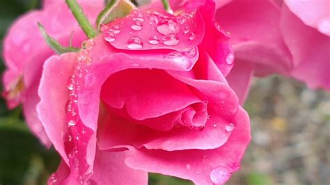 linda rosa beautiful rose youtube