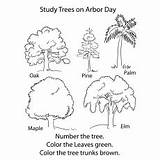 Tree Coloring Trees Pages Ones Little sketch template
