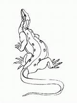 Komodo Dragon Coloring Pages Printable Popular Library Activities Coloringhome Lizard sketch template