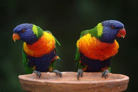 Rainbow Lorikeet Parrots Australia · Free Photo On Pixabay