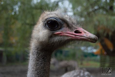 common ostrich utica zoo