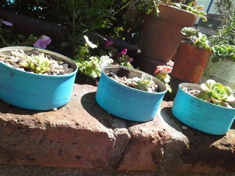 latas de atun recicladas plantas en maceta jardines