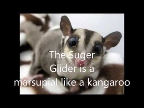 facts  sugar gliders youtube