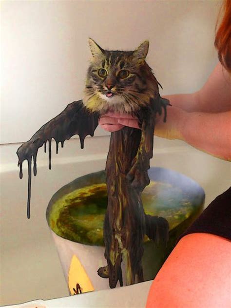 This New Wet Cat Meme Is Dominating The Internet 40 Pics