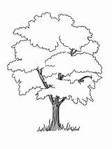 Trees Oak Drawing Coloring Getdrawings Pages sketch template