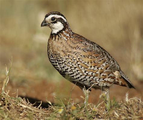 reasons   raise quail flockjourney