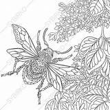 Zentangle Insect Beetle Stylized Gestileerd Bumble Stiliserade Antistress Sakura Mandalas Insects sketch template