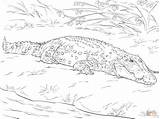 Crocodile Coloring Pages Saltwater Realistic Australian Crocodiles Animals Drawing Print Parentune Printable Child Worksheets sketch template