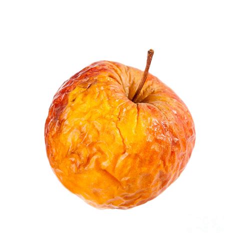 single  wrinkled bad yellow apple fruit photograph  arletta cwalina pixels
