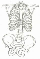 Skeleton Ribs Skeletons Ribcage Anatomies Skills sketch template