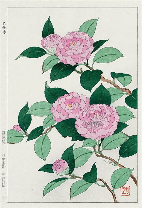 Camellia From Shodo Kawarazaki Spring Flower Japanese