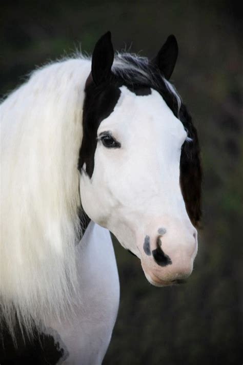 strikingly beautiful horse heads images  pinterest beautiful horses animales