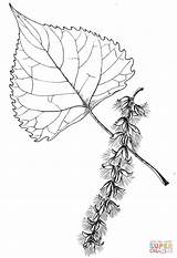 Cottonwood Leaf Tree Coloring Drawing Leaves Pages Trees Printable Maple Tattoo Eastern Identification Click Designlooter Tattoos Shaped Inspo Botanical Silhouettes sketch template