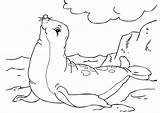 Coloring Pages Seal Sea Animal Colouring Coloriage Drawing Color sketch template