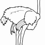 Ostrich Coloring Sheets sketch template