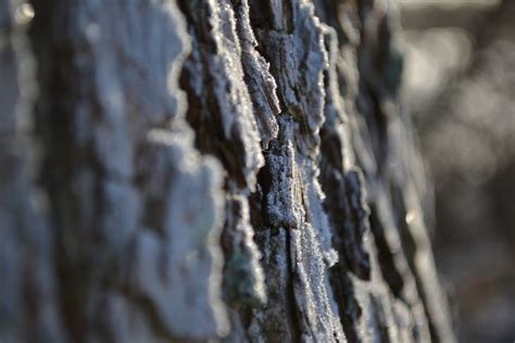 struktur foto bild pflanzen pilze flechten baeume baumrinden wurzeln aeste bilder auf