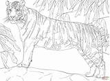 Tigre Malen Zahlen Tigri Supercoloring Bengalischer Stampare Bengala Ispirazione sketch template