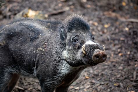 visayan warty pig marwell zoo