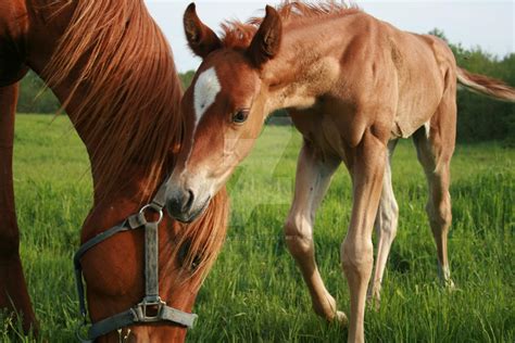 baby horse  mom  sharonwessel  deviantart