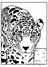 Leopards Iheartcraftythings Typical sketch template