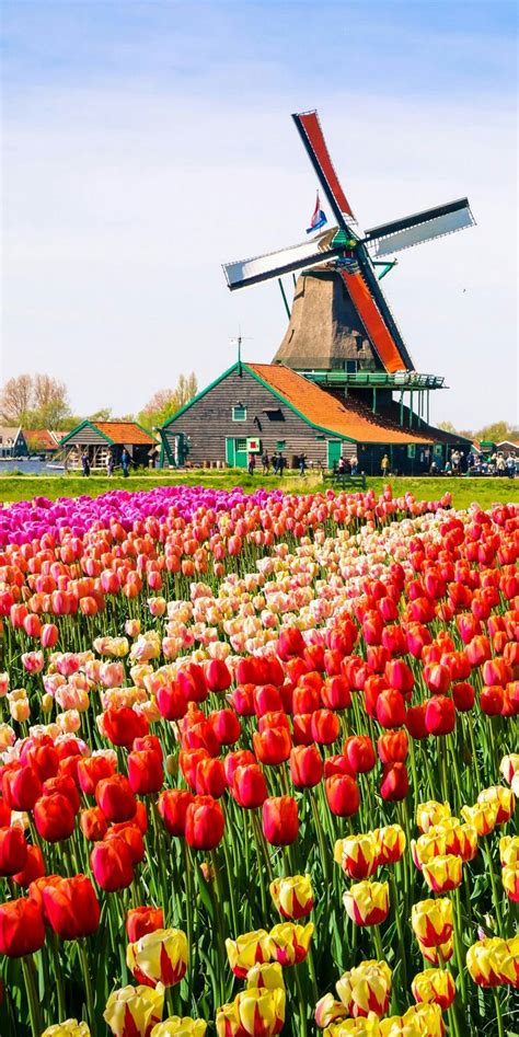 beautiful tulip fields  holland  inspired  travel  spring tulips tulipfields