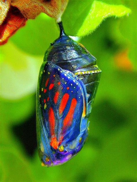monarch chrysalis   butterfly emerges natures jewels