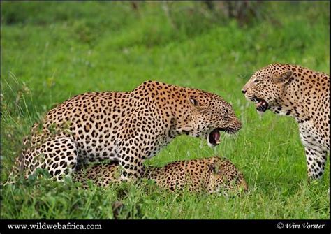 threesome leopard a female leopard seen mating with a father and son duo but showing more