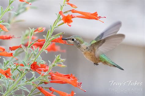 backyard hummingbirds  national hummingbird day tonys takes