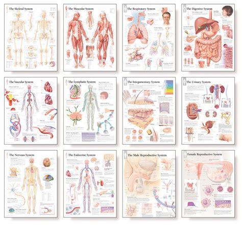 body system anatomical chart set clinical charts  supplies