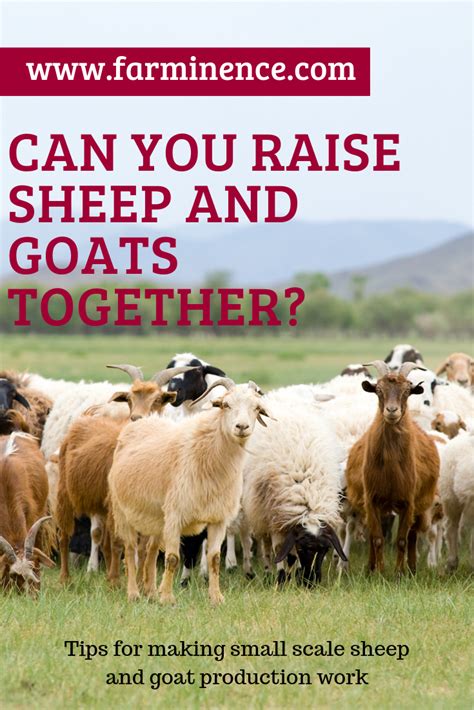 Raising Sheep And Goats Together Is Possible If You Want To Raise